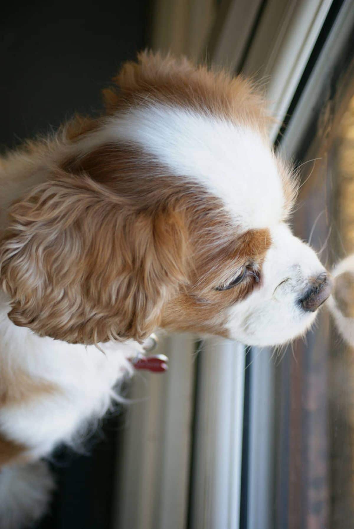 brown and white spaniel with the nose against a glass looking out of the window