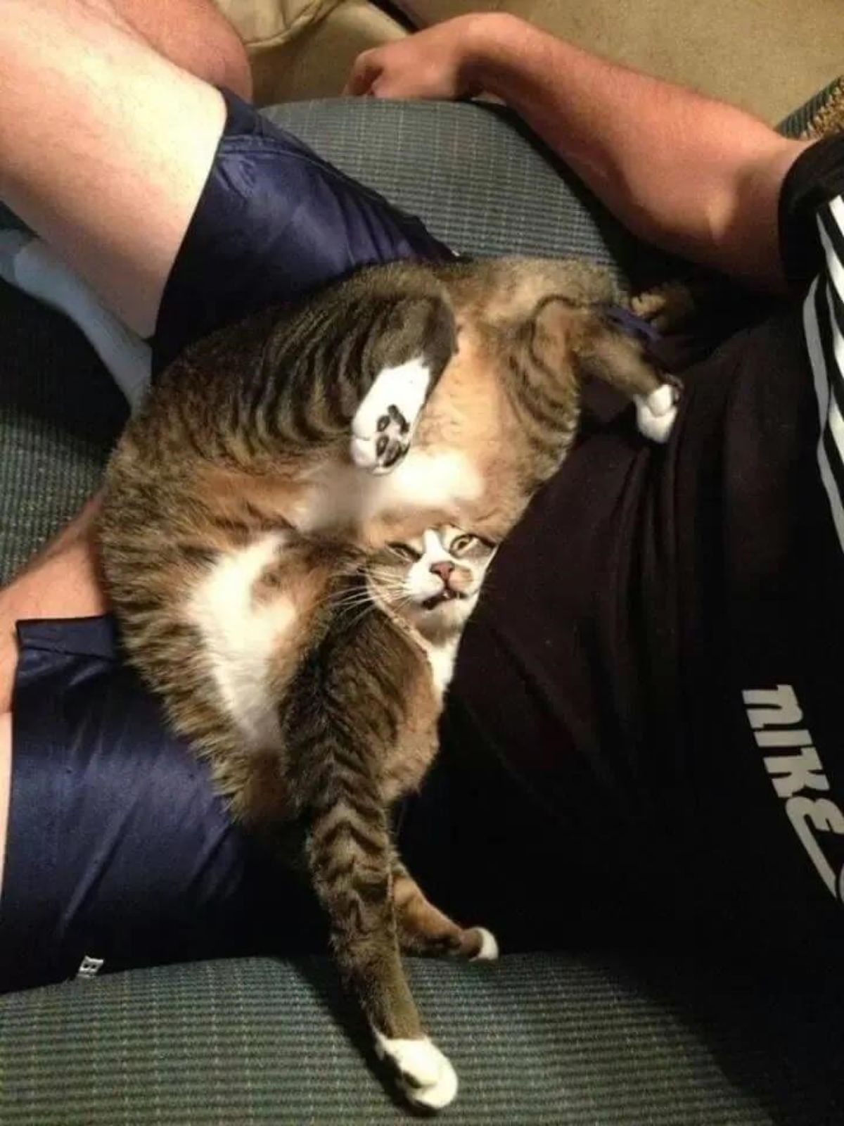 brown and white tabby cat laying all contorted on someone's lap