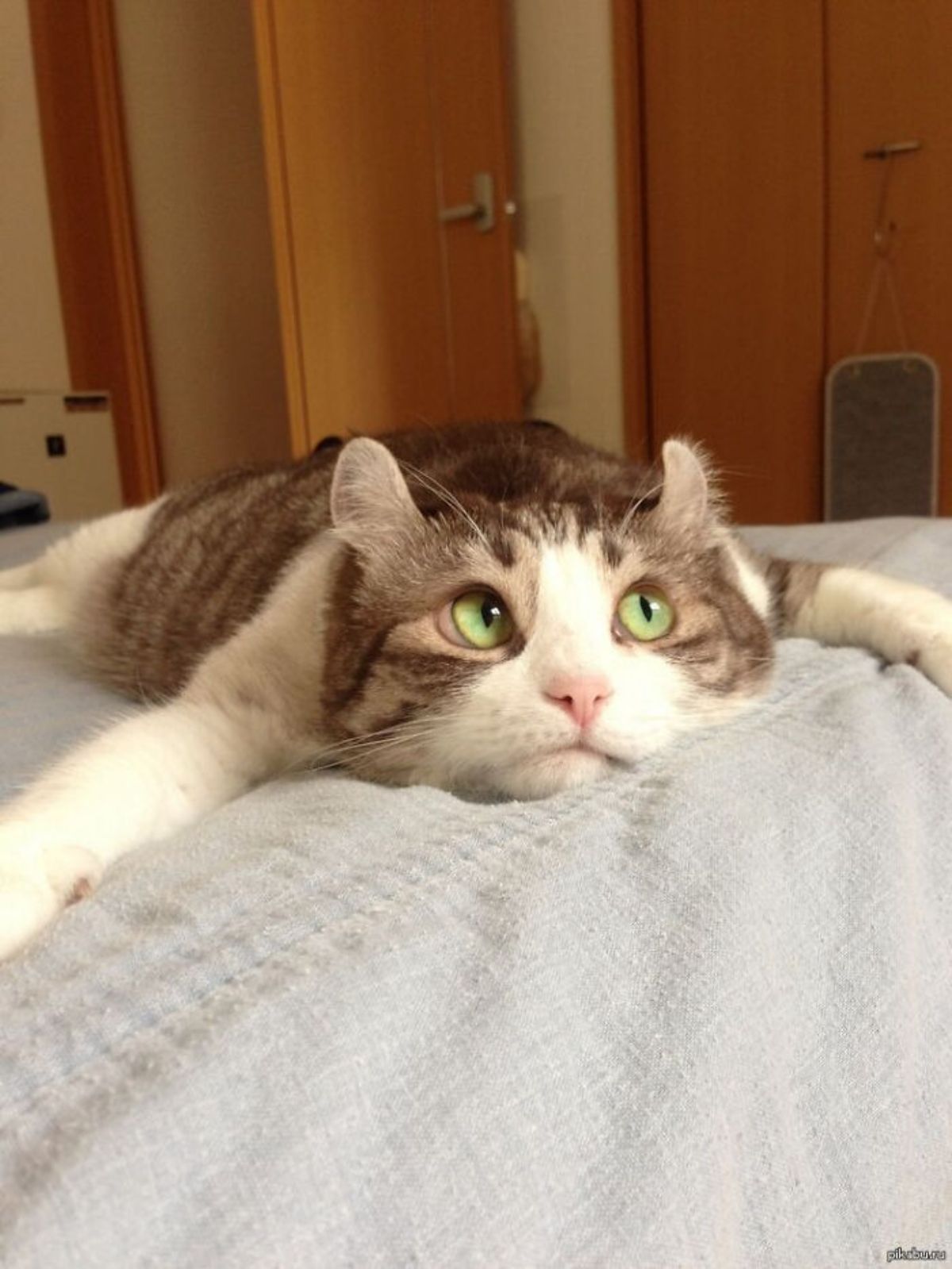 brown and white tabby cat laying flat against on a white bed