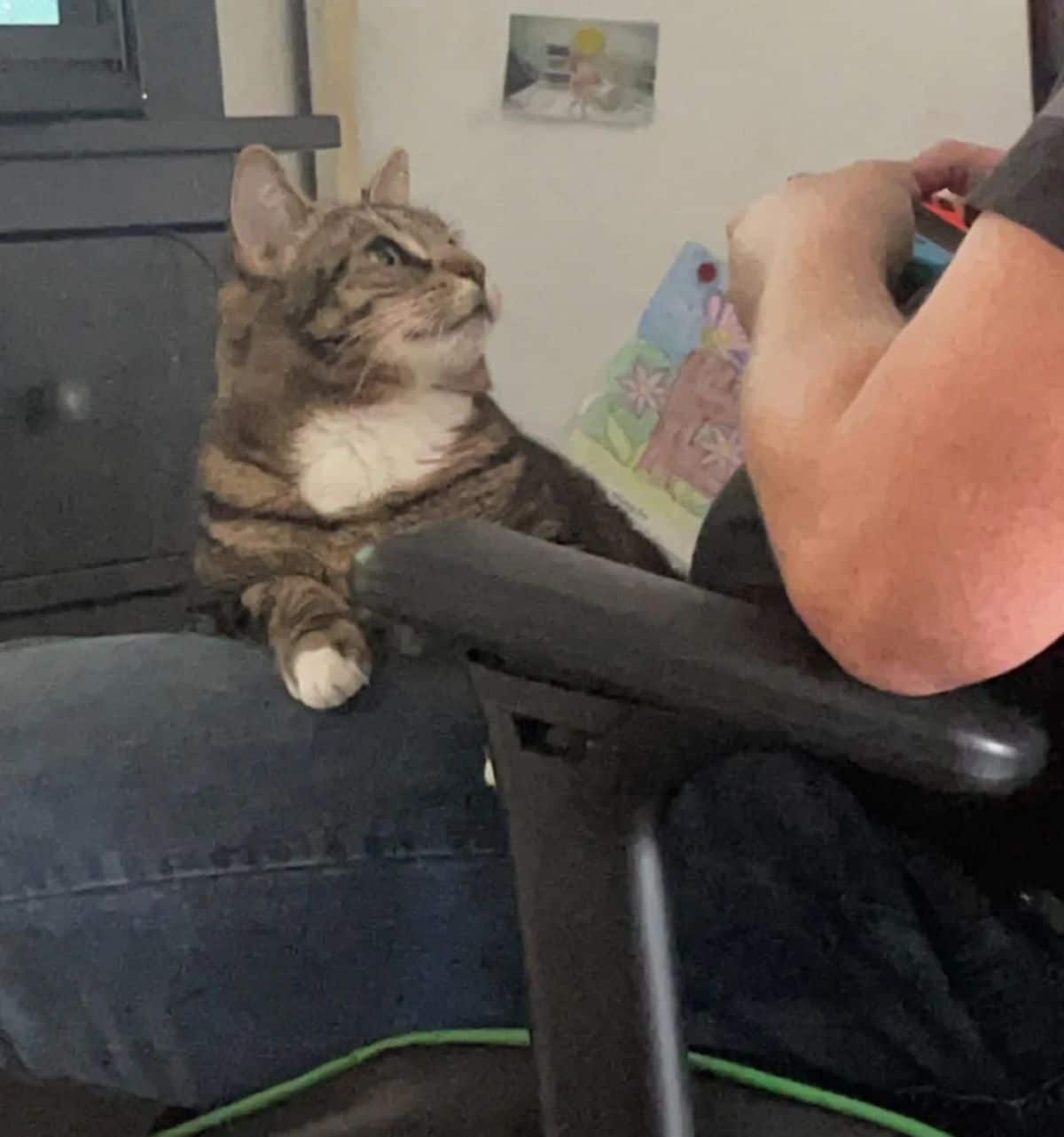 brown and white tabby cat laying on someone's lap and looking up at him lovingly