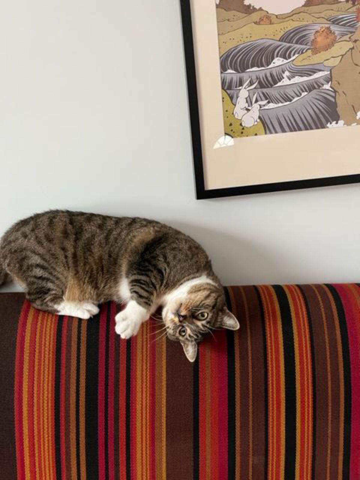 brown and white tabby cat laying on the top of a black brown red and orange sofa with the head tilting downwards