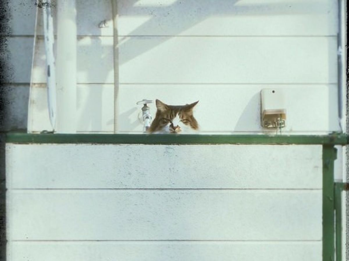 brown and white tabby cat peeking over the green and white wall with the face showing