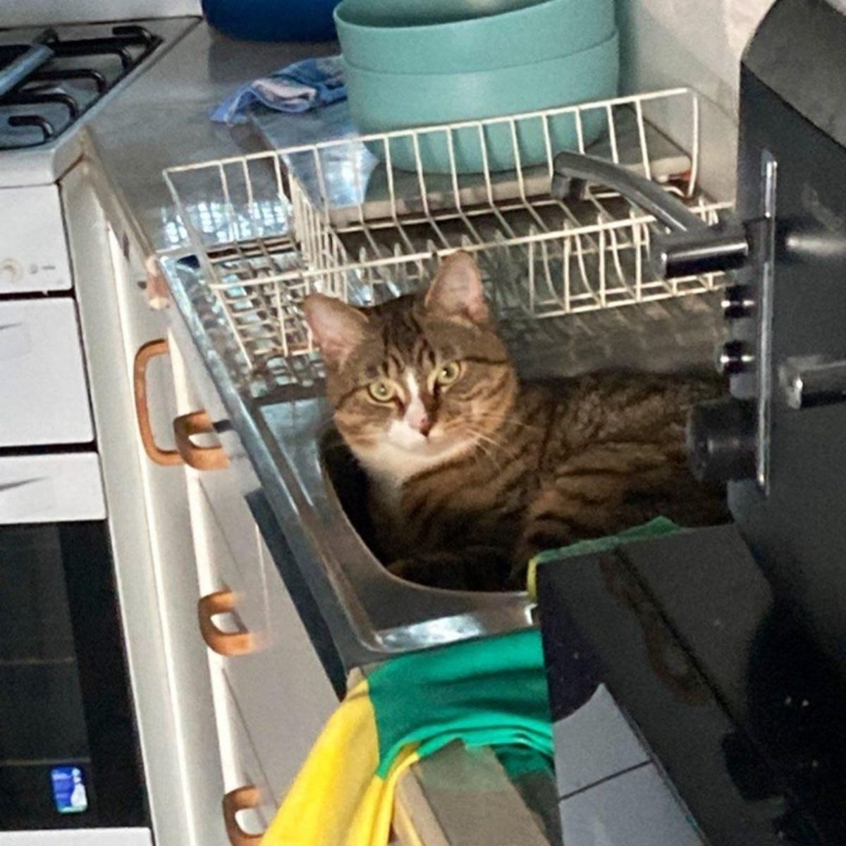 brown and white tabby cat sitting inside a kitchen sink