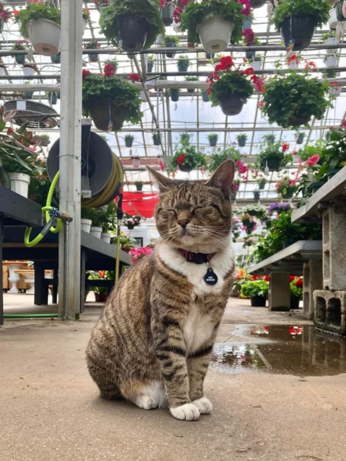 brown and white tabby cat sitting on the floor of a greenhouse