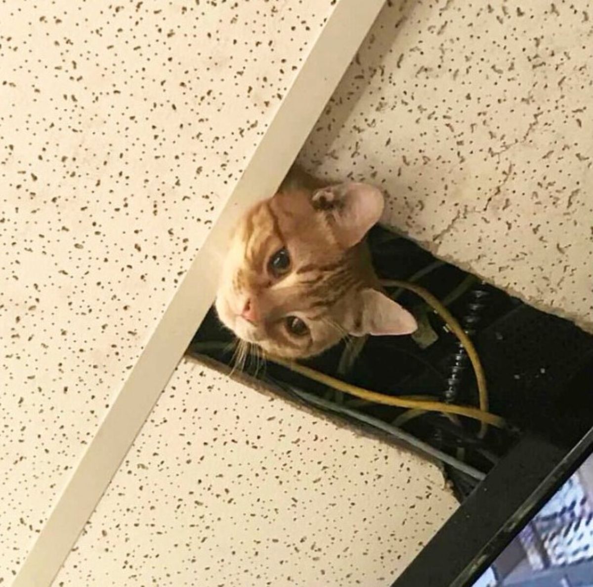 brown and white tabby cat's head peeking from a hole in a ceiling