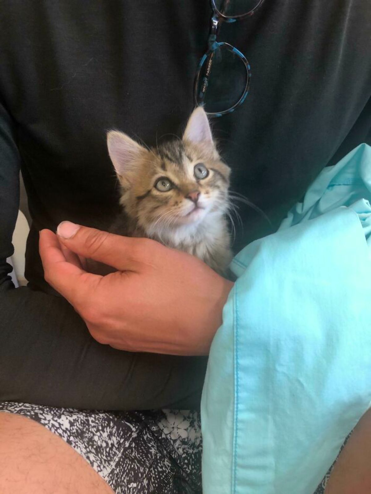 brown and white tabby kitten being held by someone