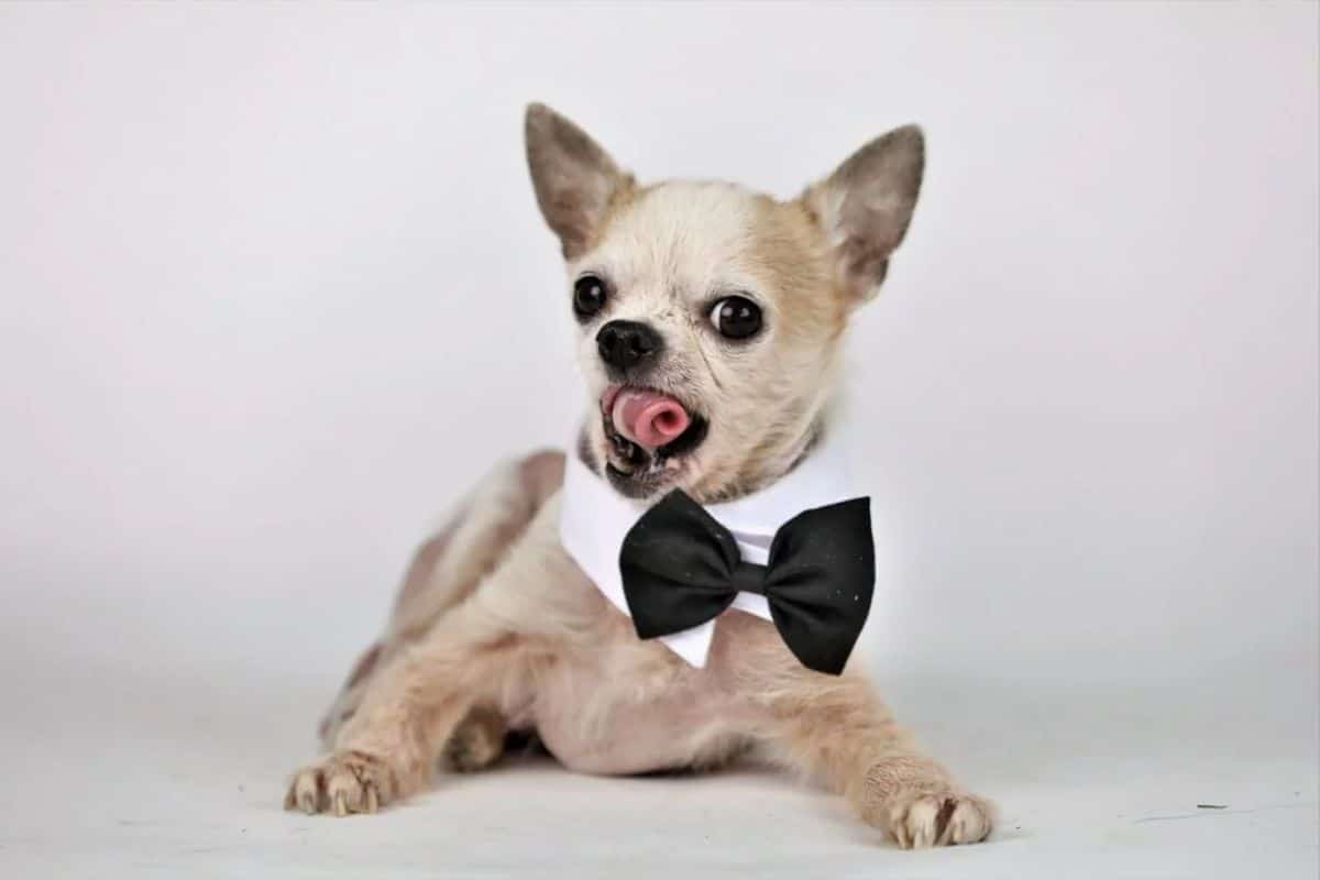 brown and white teacup chihuahua laying down wearing a white shirt collar and a black bowtie