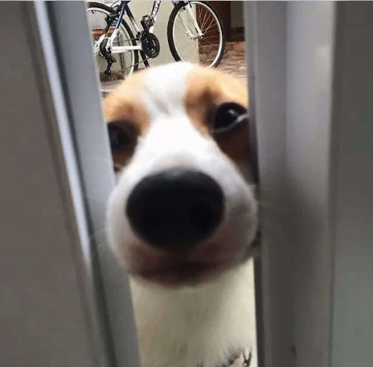 brown and white dog sticking snout through a gap in a door