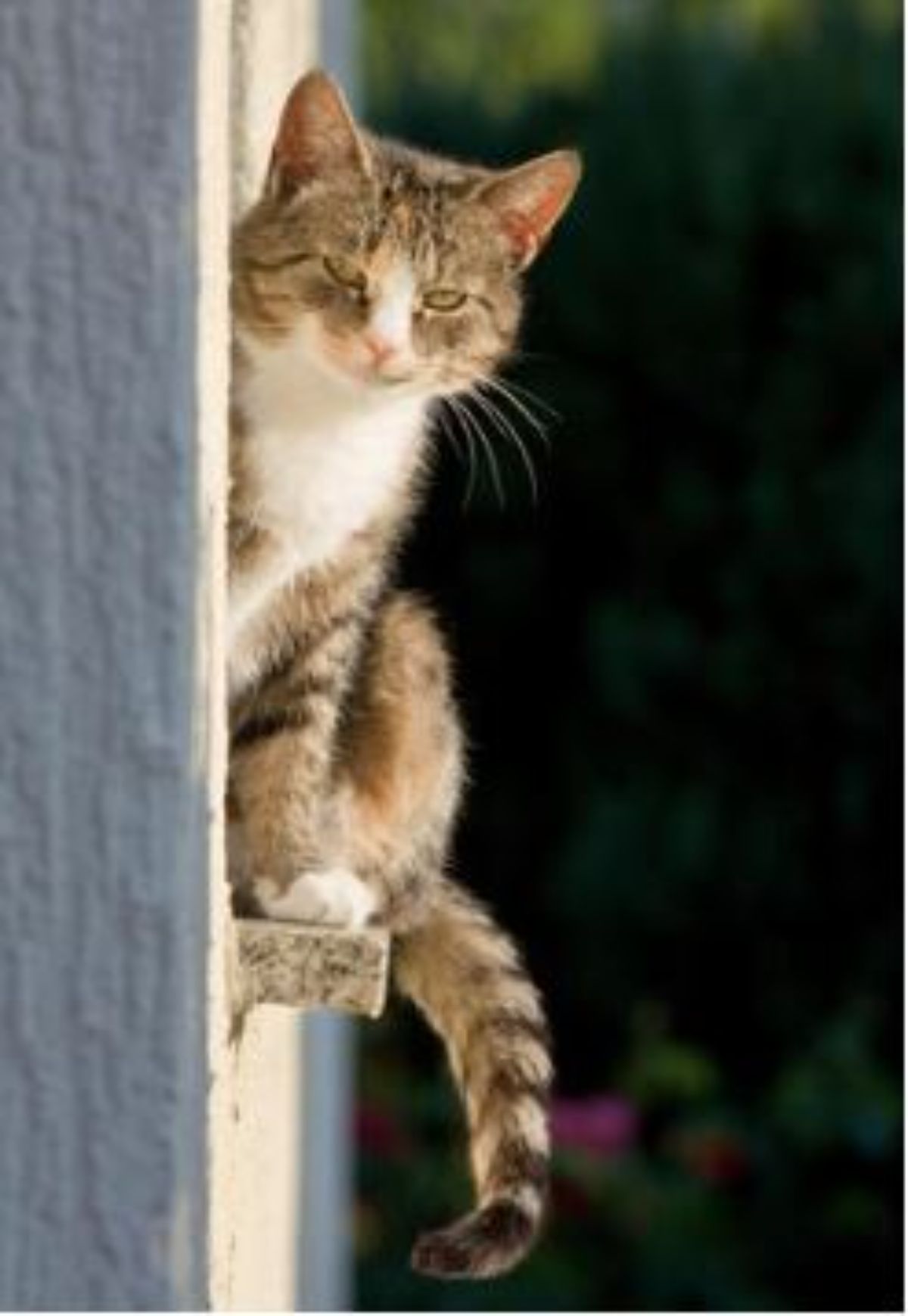 brown and white tabby cat sitting on a ledge and leaning over