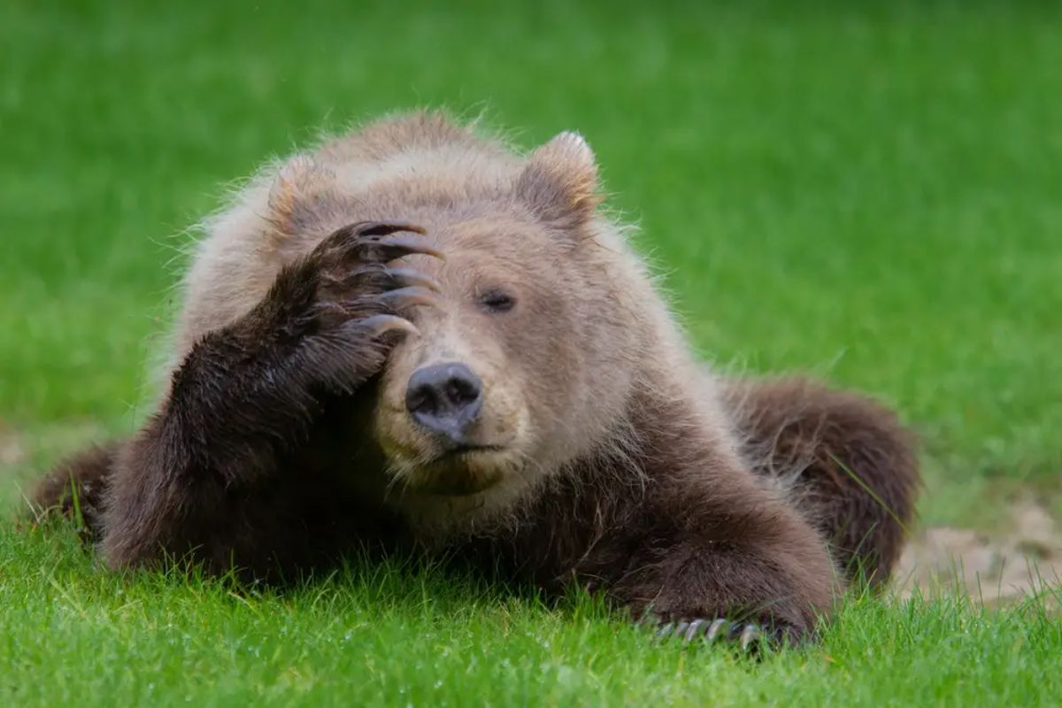 brown bear laying on grass with one paw over one eye