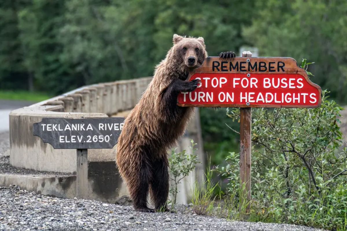 brown bear standing on hind legs holding on to a sign saying to stop for buses and turn on headlights