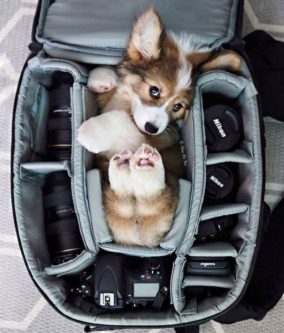 brown black and white corgi puppy laying in a bag of camera equipment