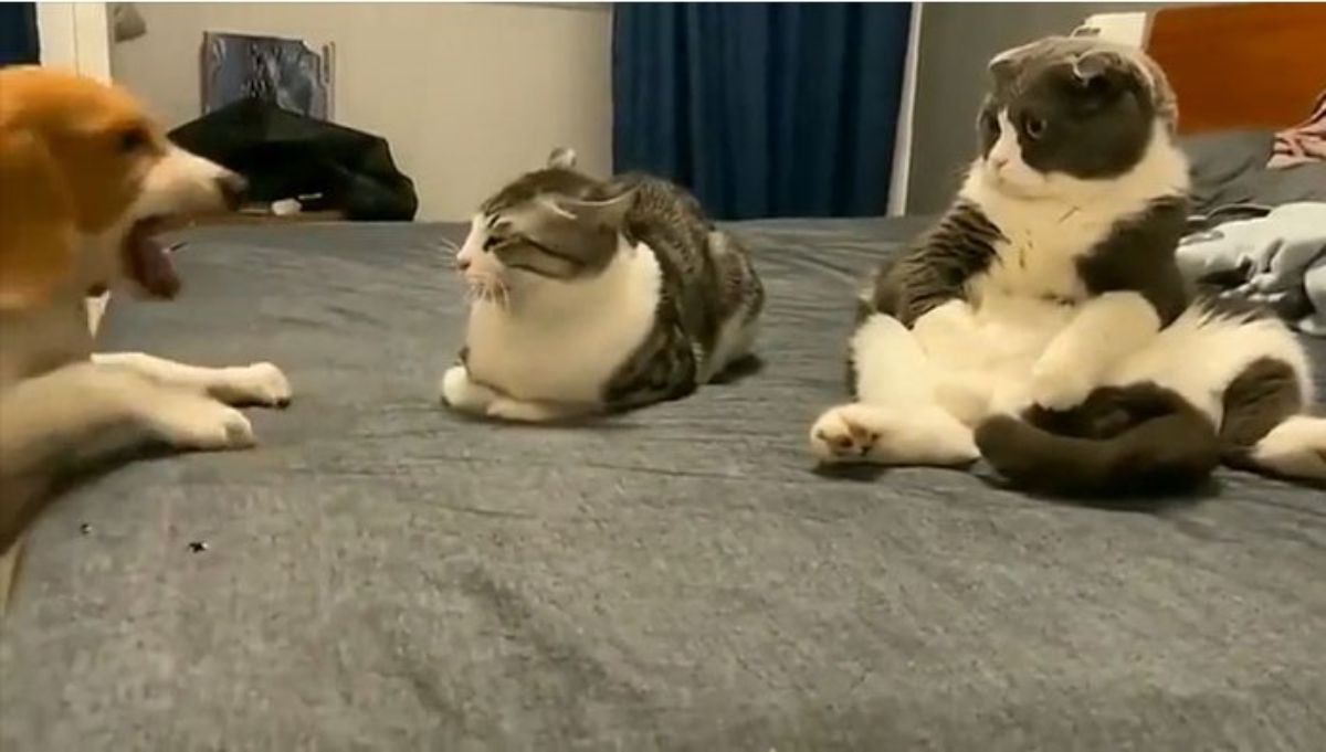 brown black and white dog barking at a grey and white tabby cat on a bed while another grey and white cat sits on its haunches looking surprised