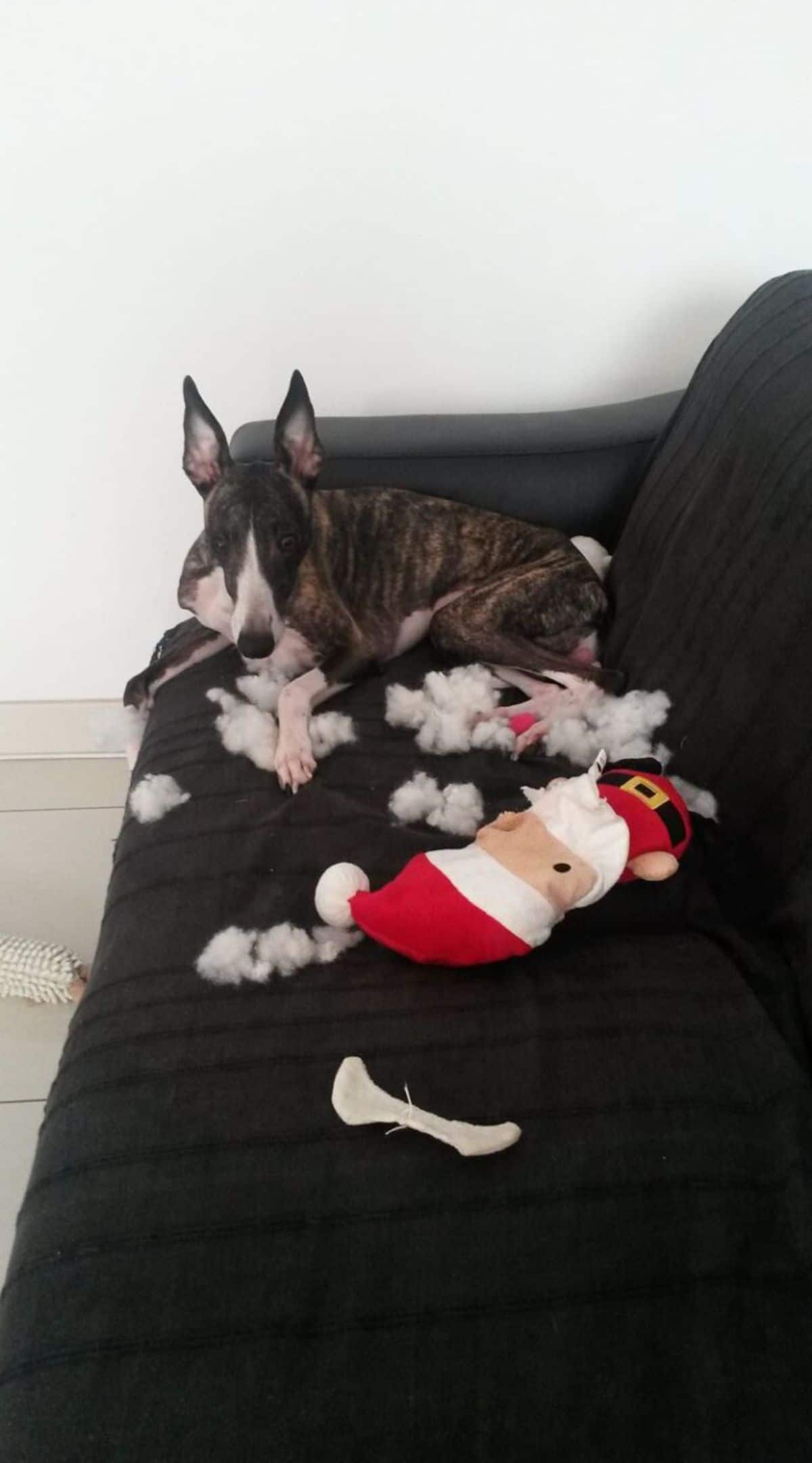 brown black and white dog laying on a black couch with a ripped up santa claus stuffed toy
