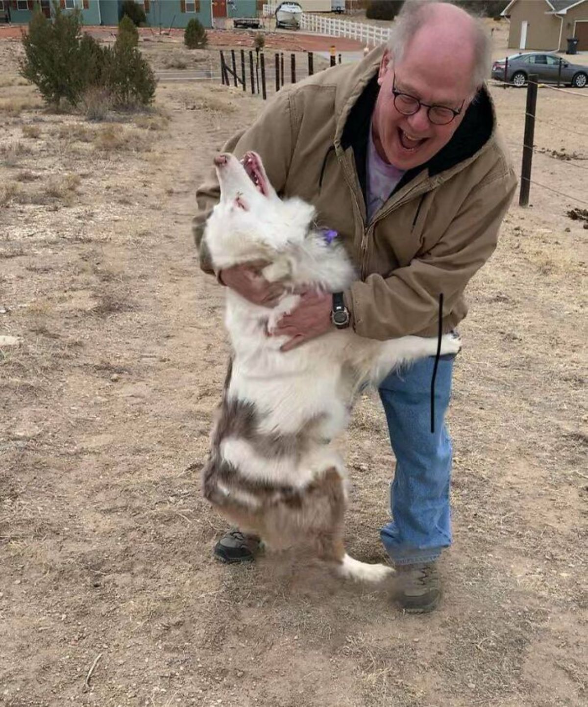 brown black and white dog on hind legs hugging an old man