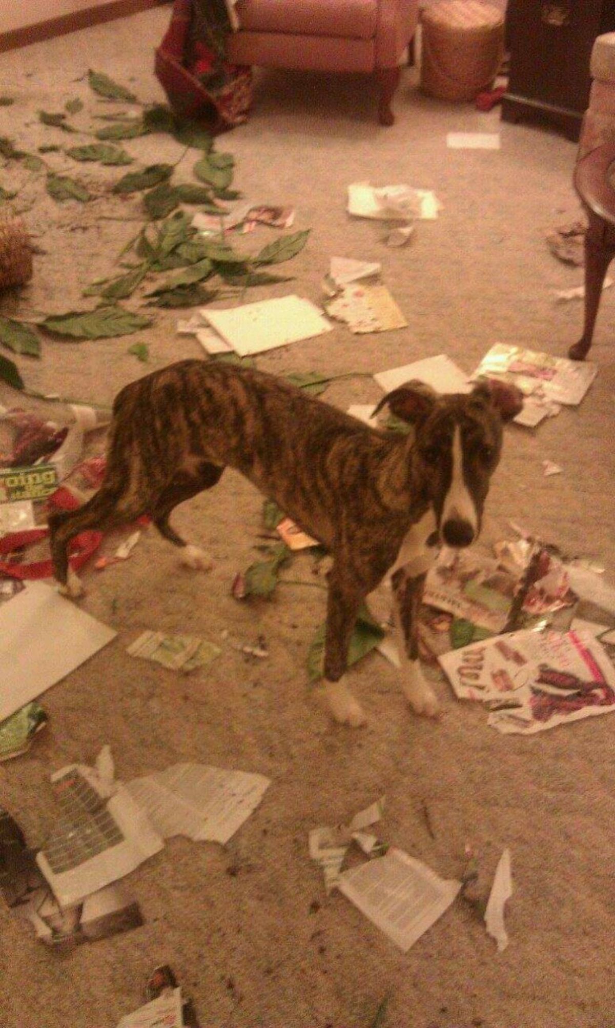 brown black and white dog standing in the middle of ripped up magazines and destroyed plants