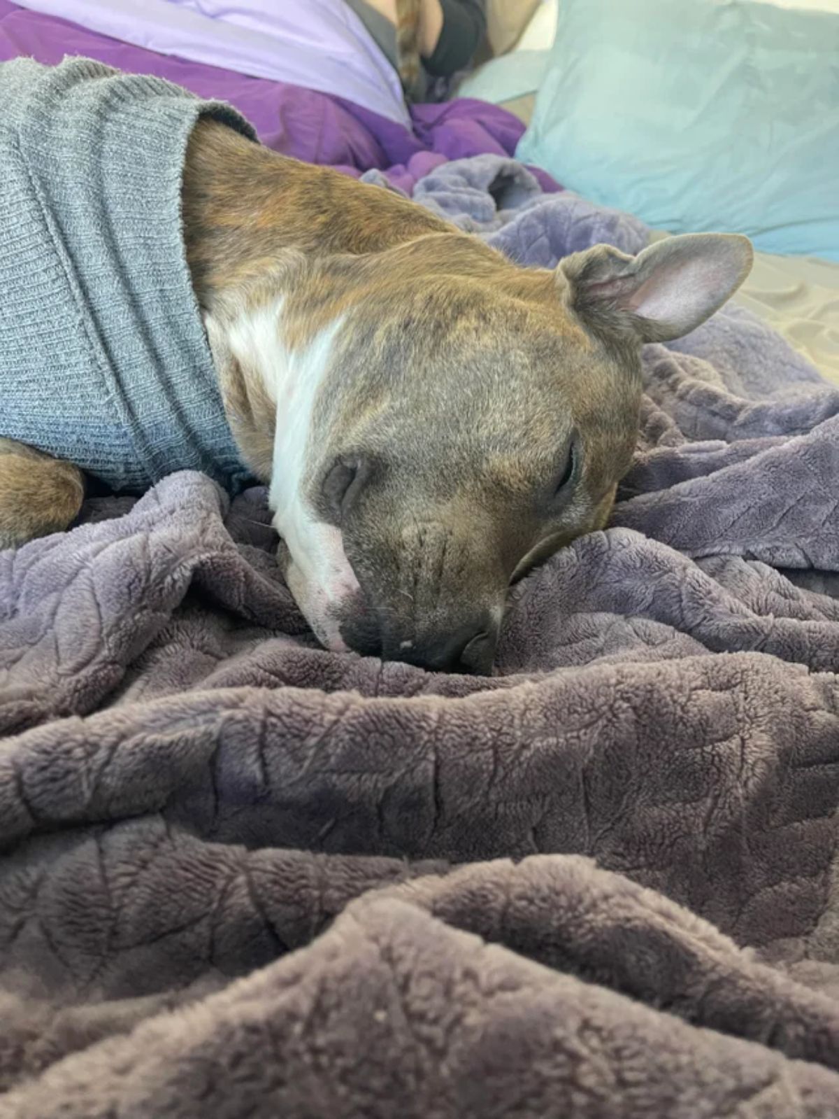brown black and white dog wearing a blue sweater and sleeping on a bunch of blankets on a bed