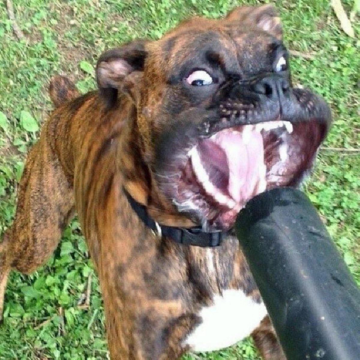 brown black and white dog with a leaf blower in its face