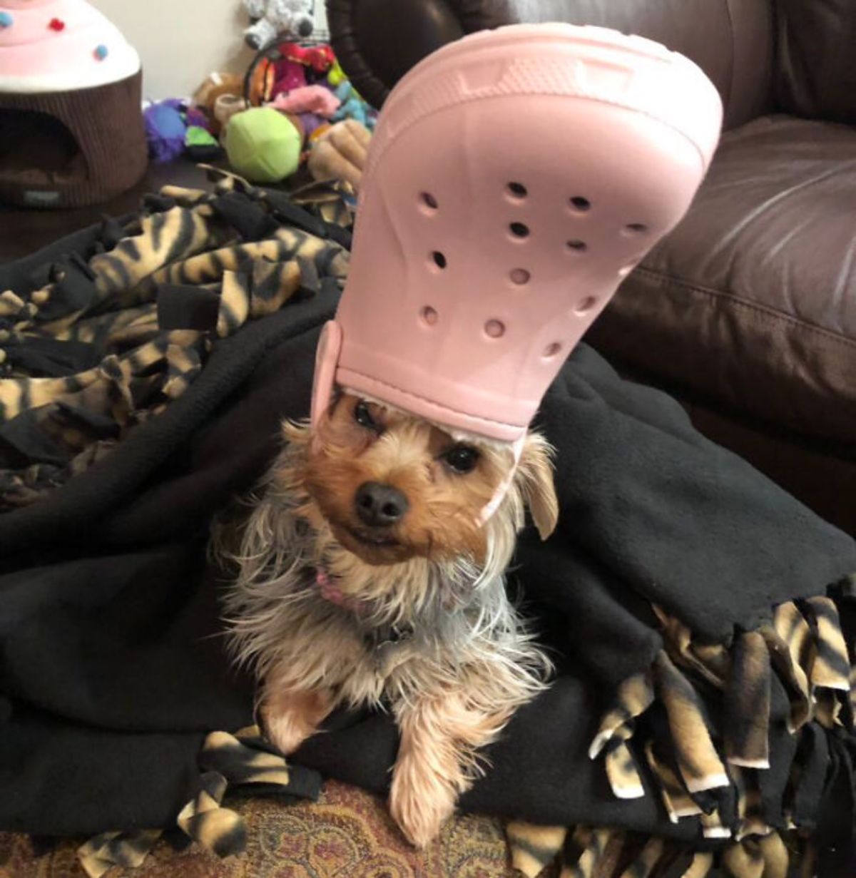 brown black and white fluffy dog on a black blanket wearing pink crocs slipper on the head