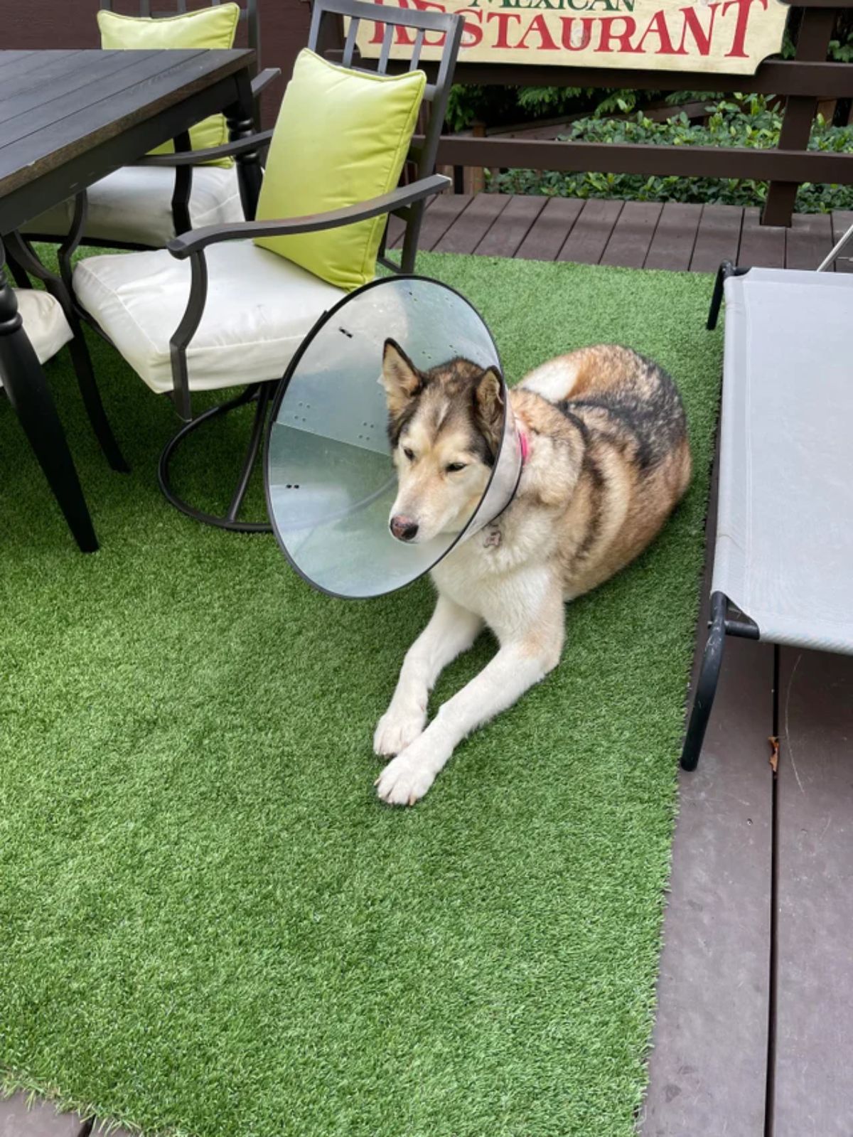 brown black and white malamute laying on fake grass wearing transparent cone of shame