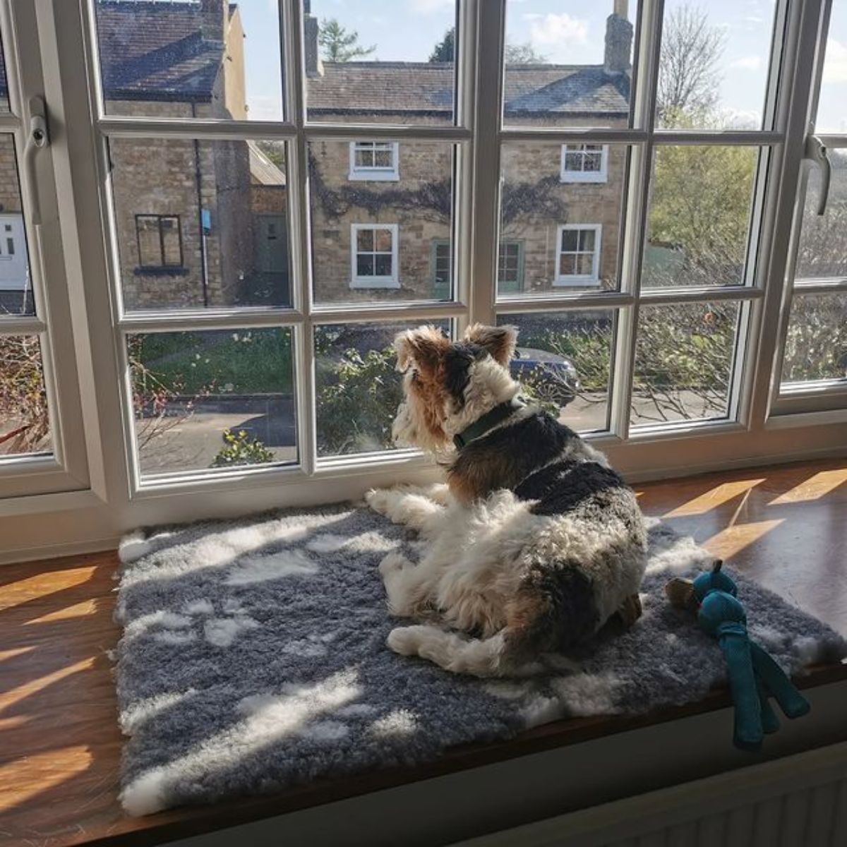 brown black and white terrier laying on a grey dog bed and looking out a window