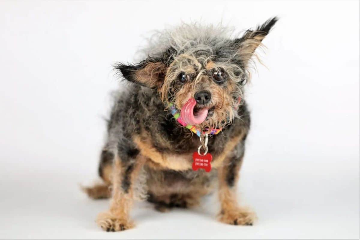 brown black and white terrier with scraggly fur