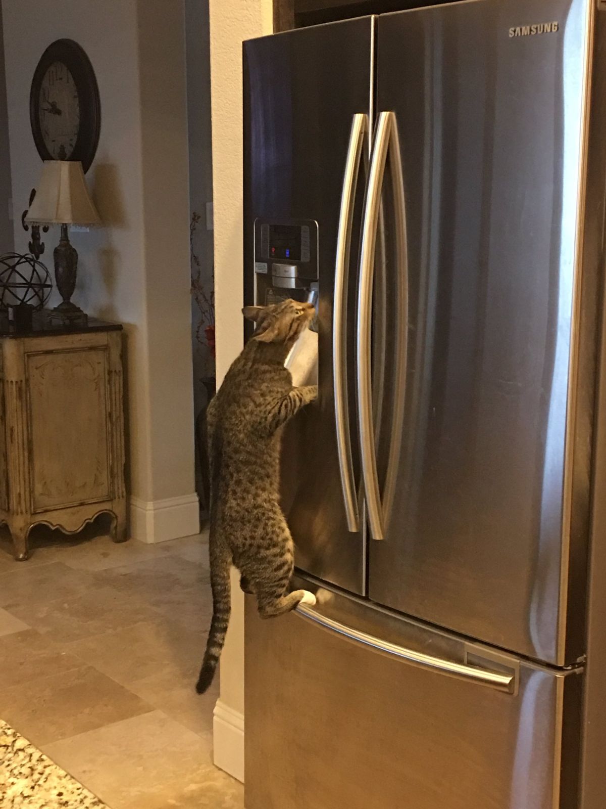 brown cat hanging off of a silver fridge door and drinking water from it