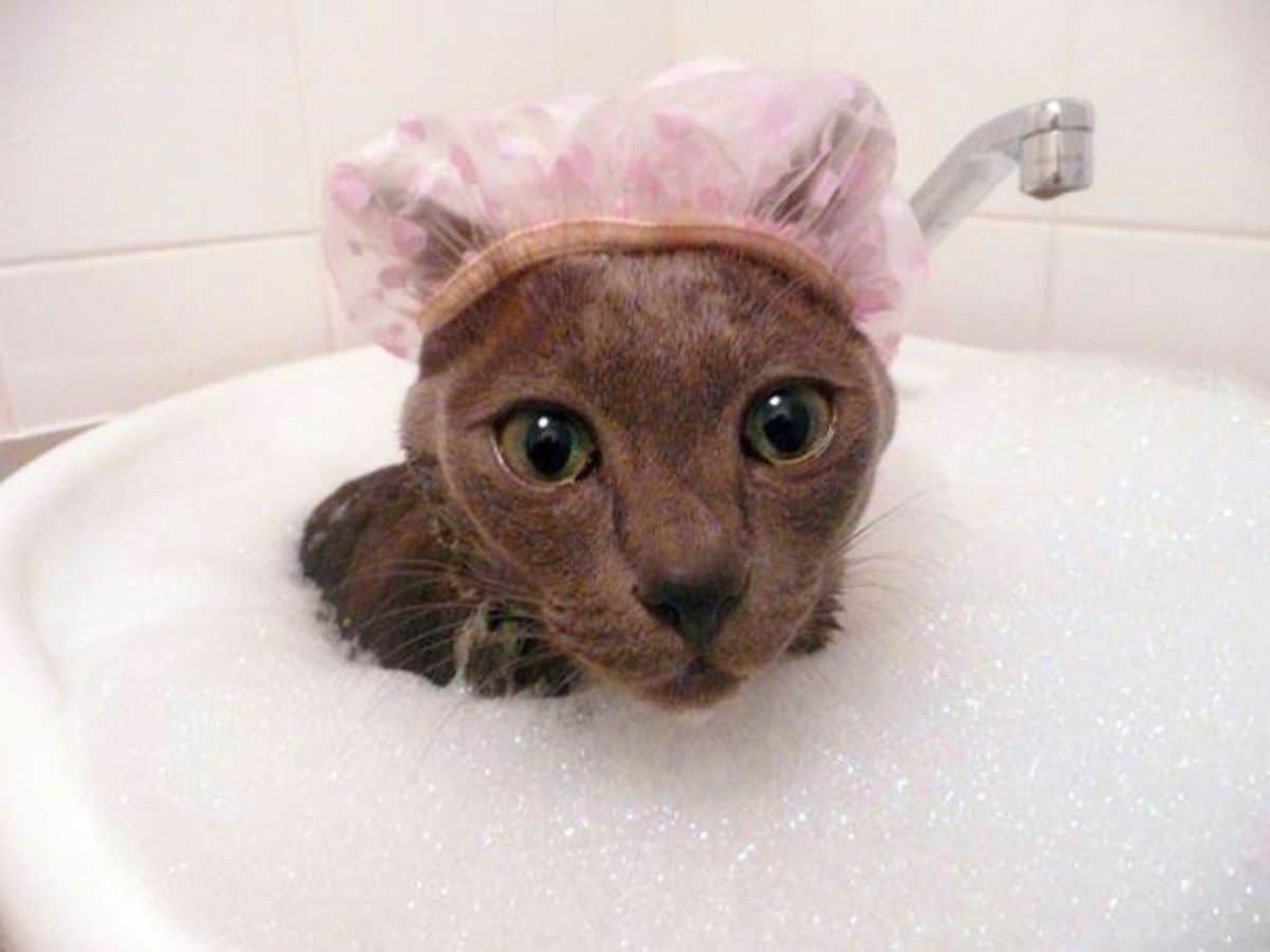 brown cat wearing a pink shower cap in a soapy bathtub