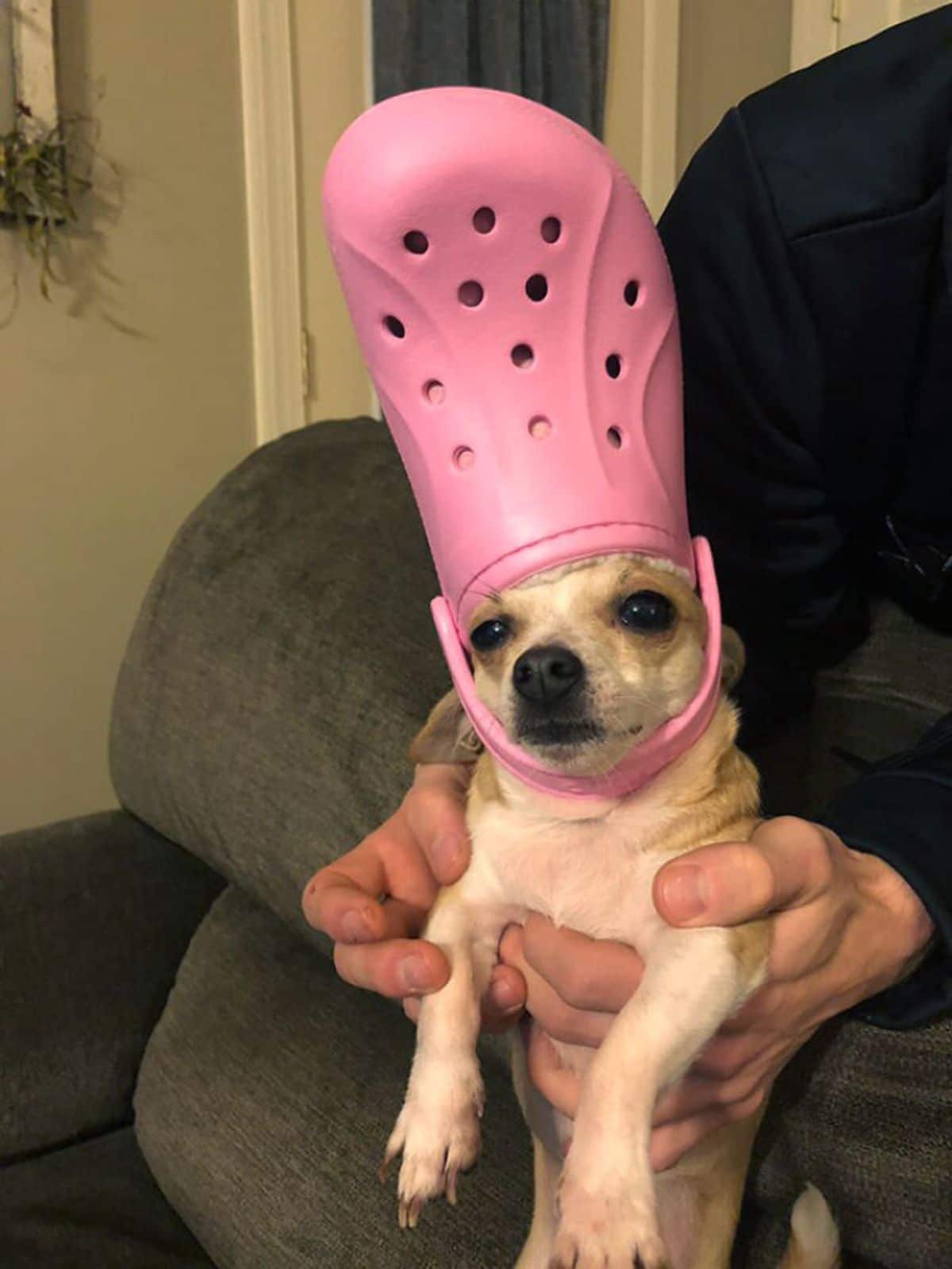 brown chihuahua being held by someone wearing a pink crocs slipper on the head