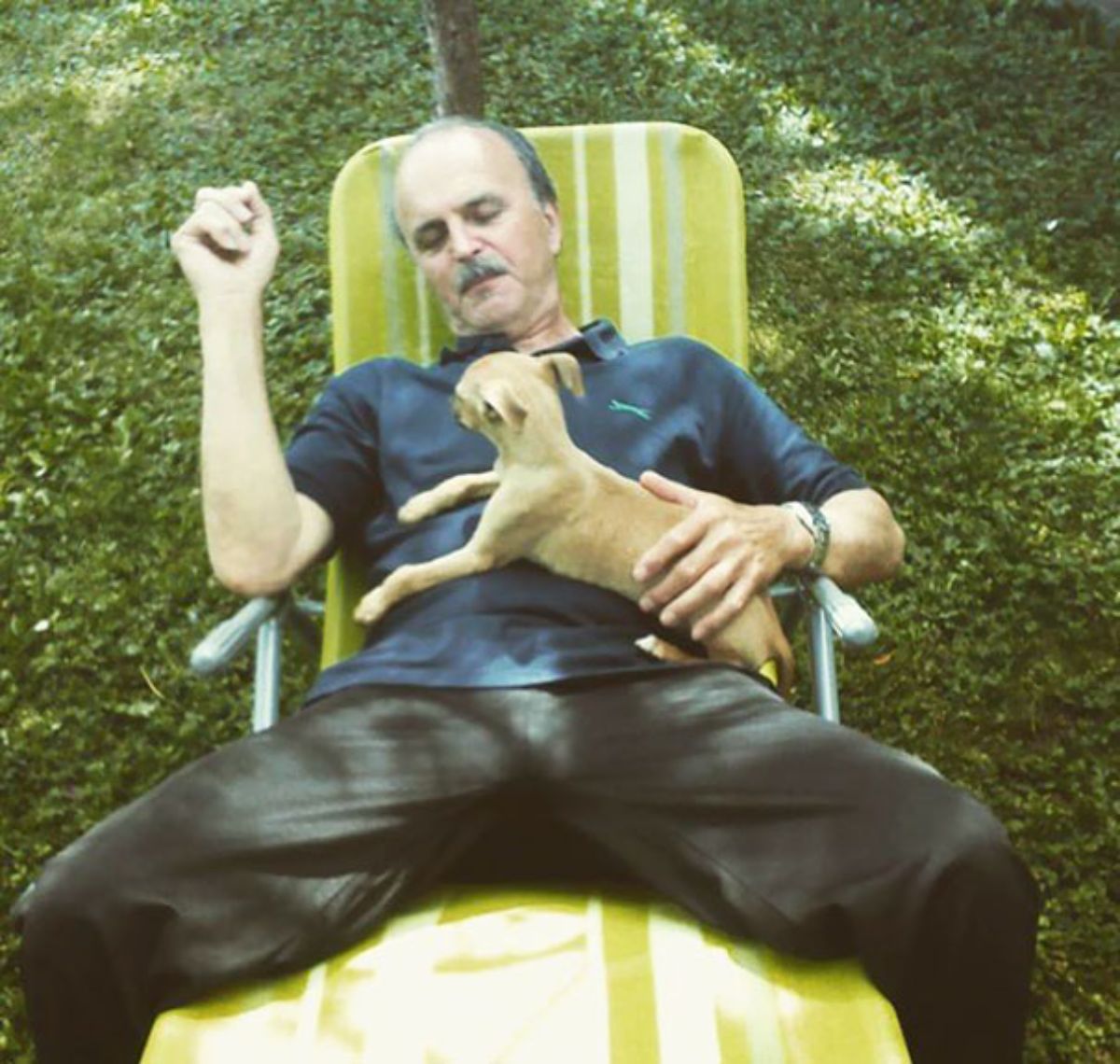 brown chihuahua laying on a man's chest