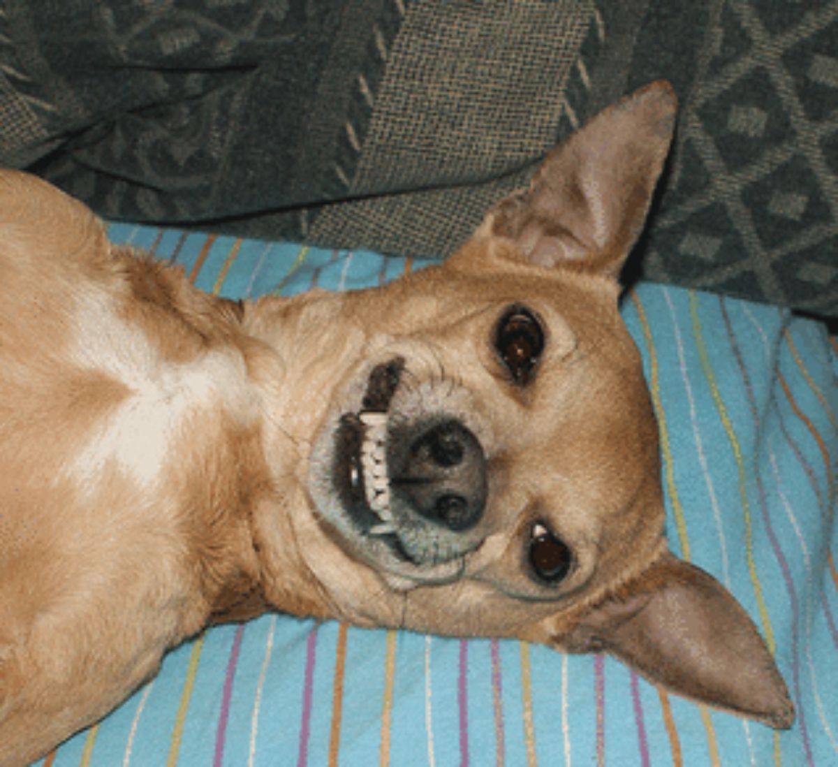 brown chihuahua laying sideways and smiling with the teeth showing