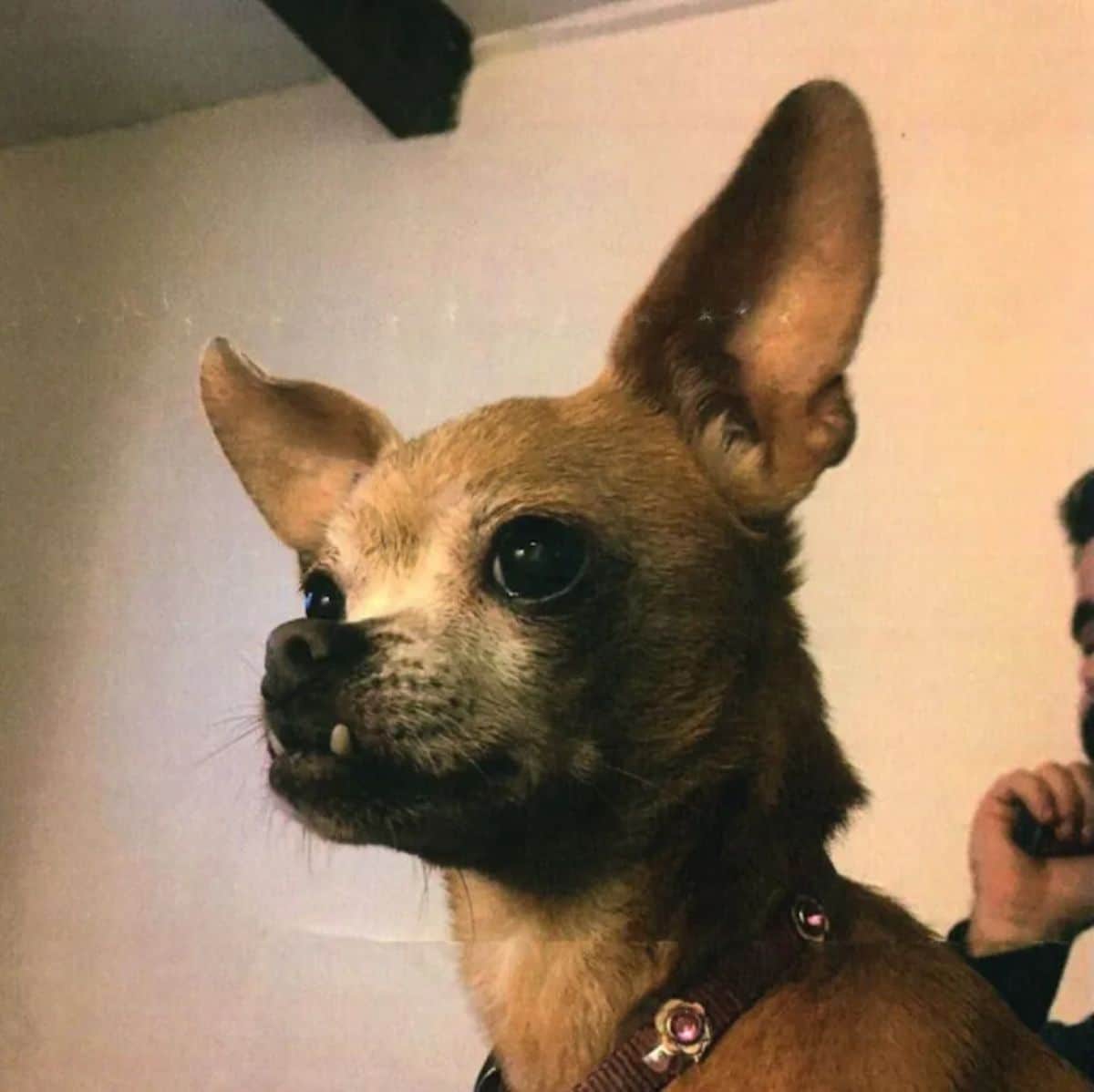 brown chihuahua with an underbite