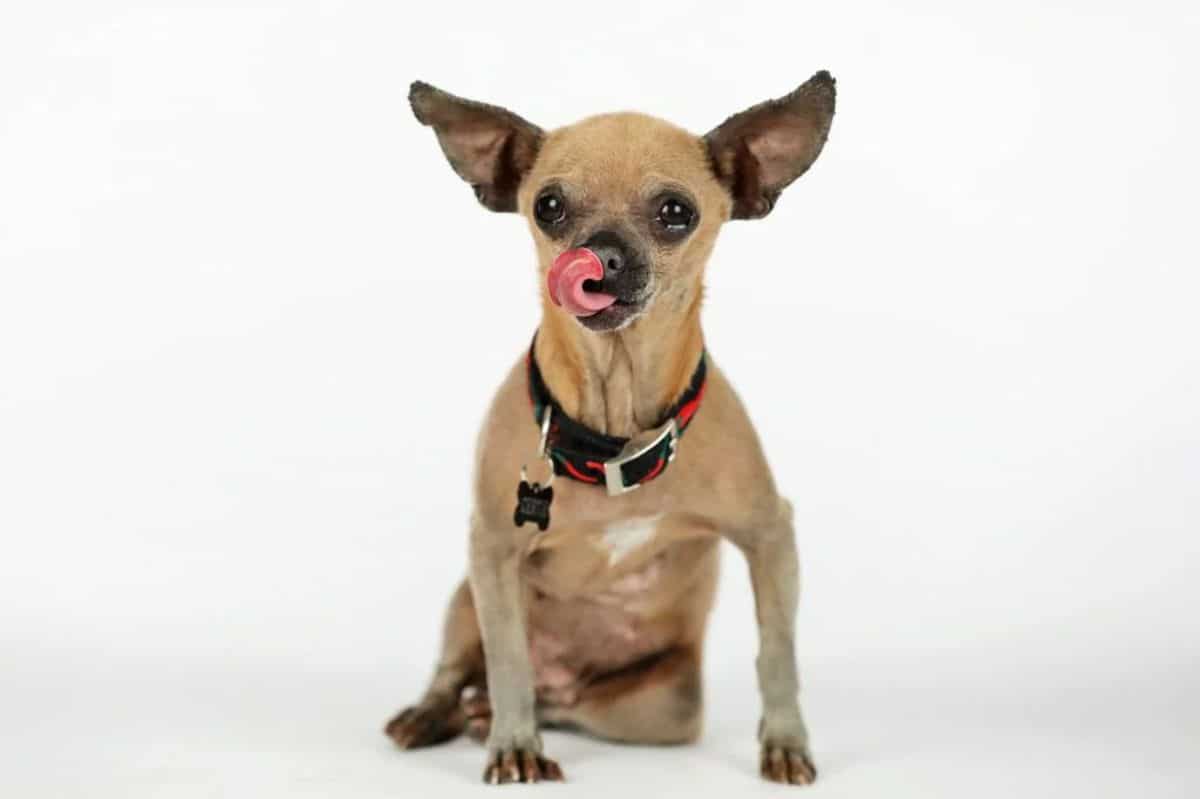 brown chihuahua with the tongue sticking out