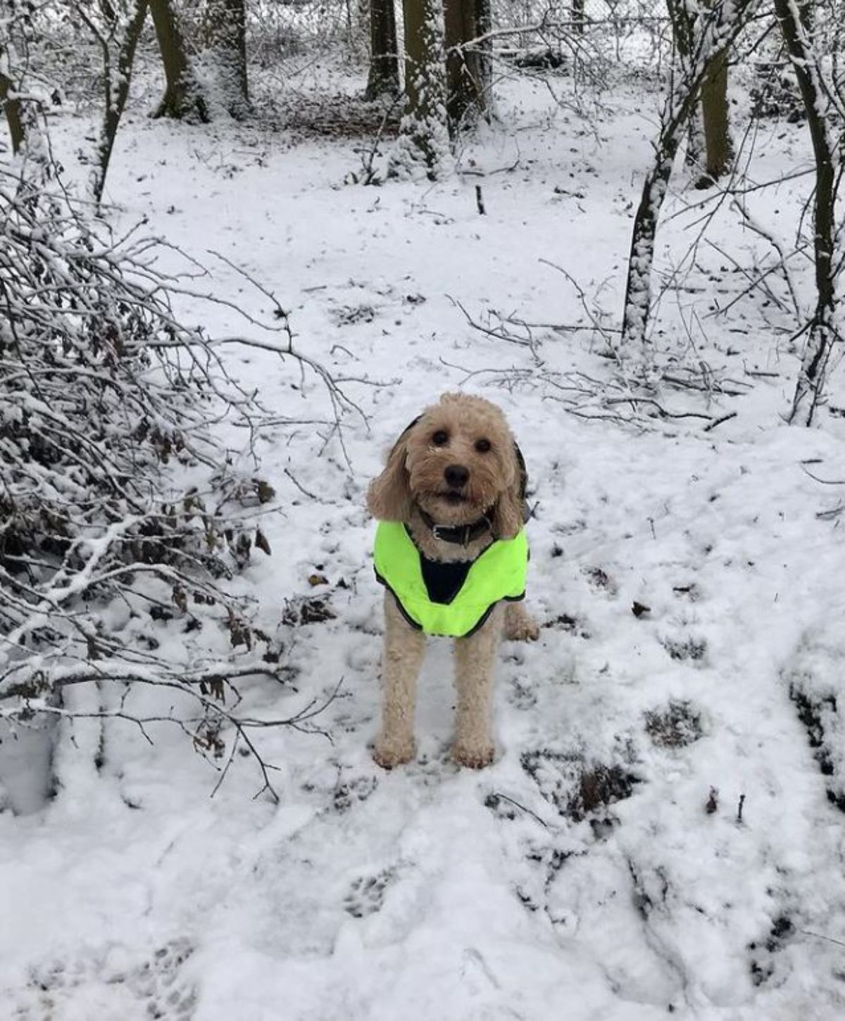 brown cockapoo in a black and green jacket standing on snow