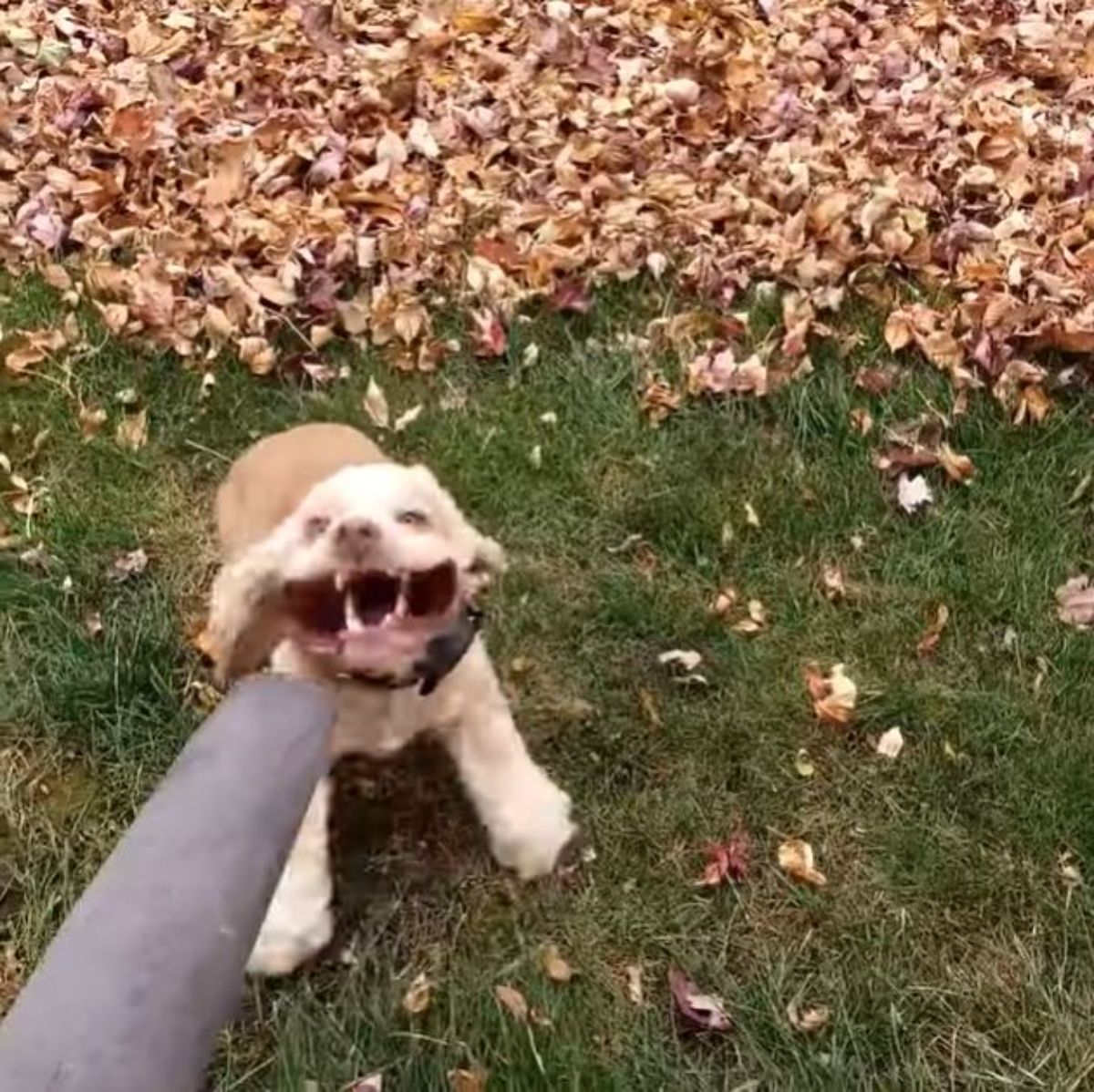 brown cocker spaniel with the lips blown back by a leaf blower