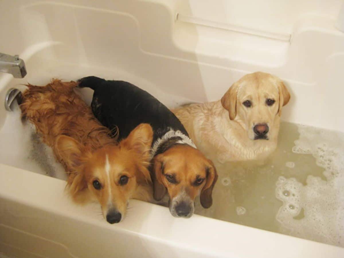 brown corgi, angry black brown and white beagle and sad yellow labrador retriever in a bathtub