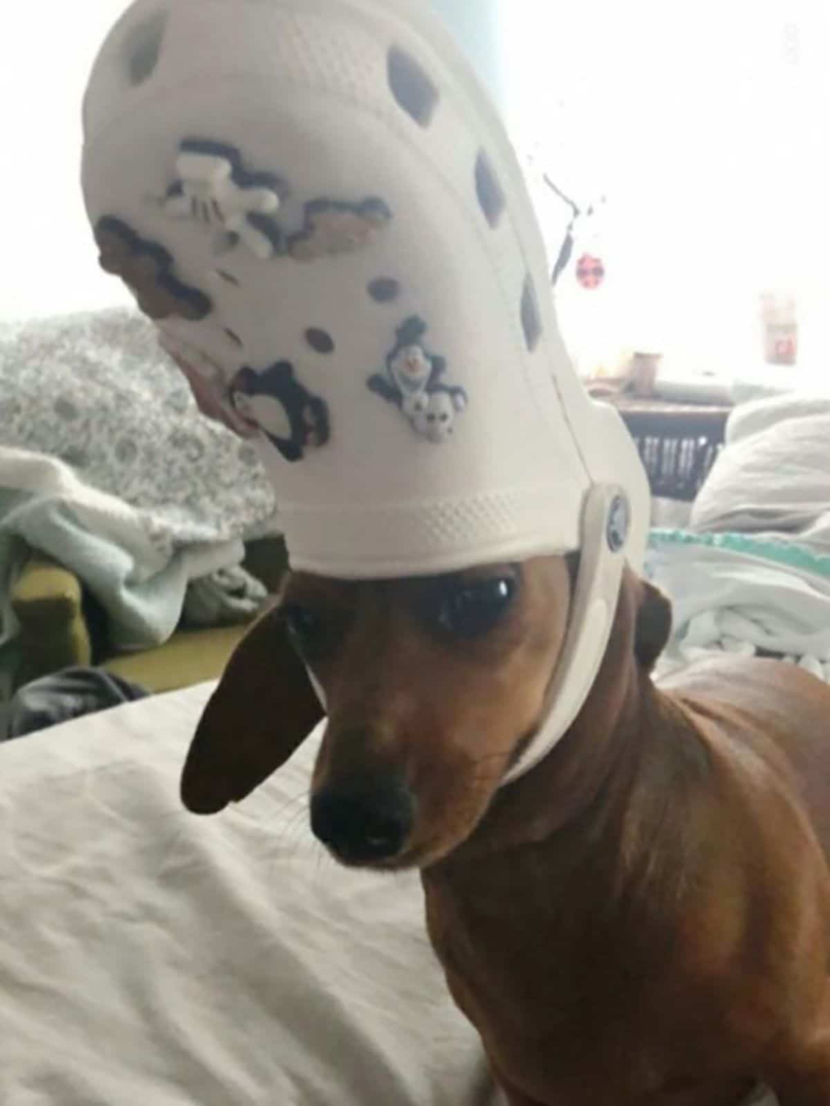 brown dachshund on white bed wearing white crocs slipper on the head