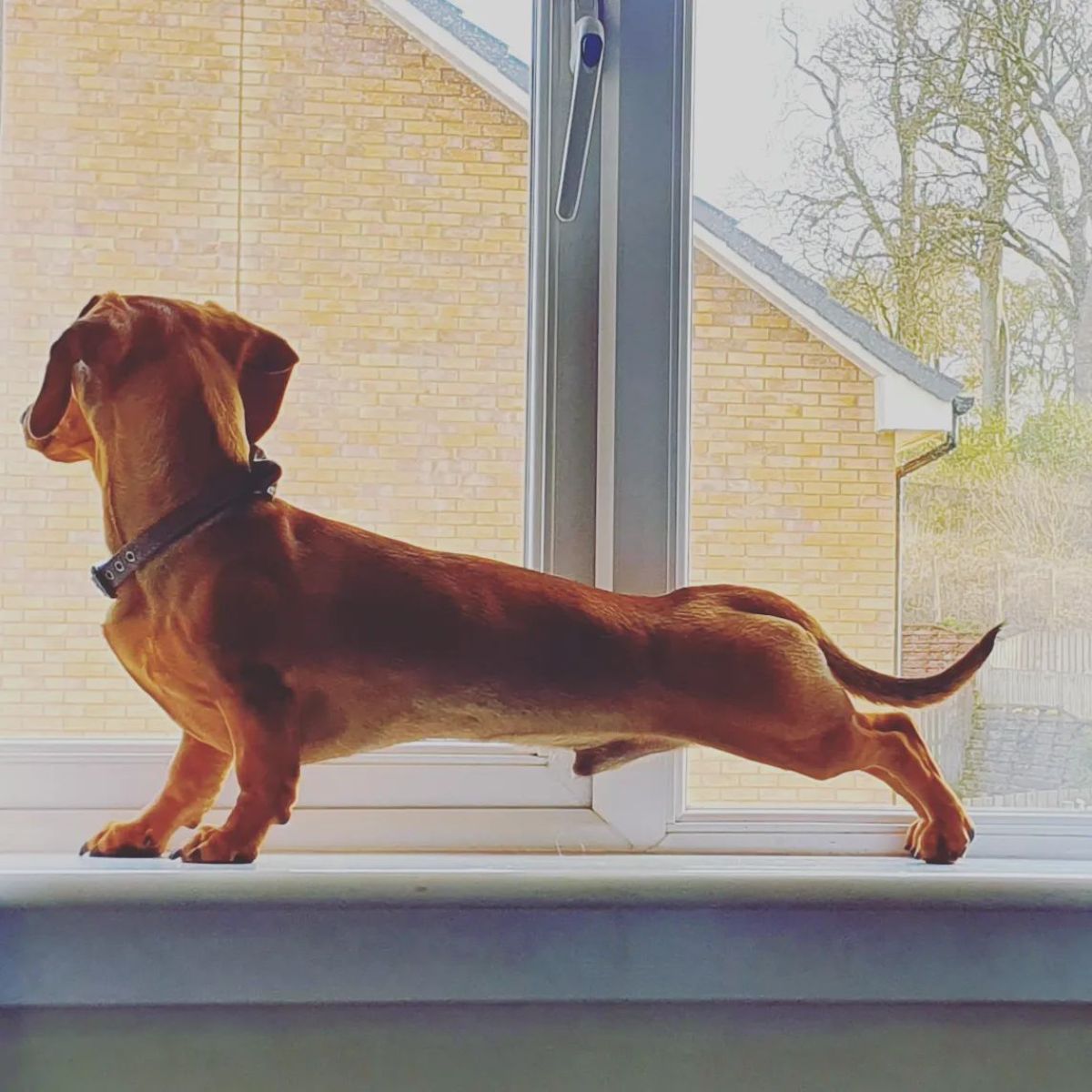 brown dachshund stretching on a window sill and looking out