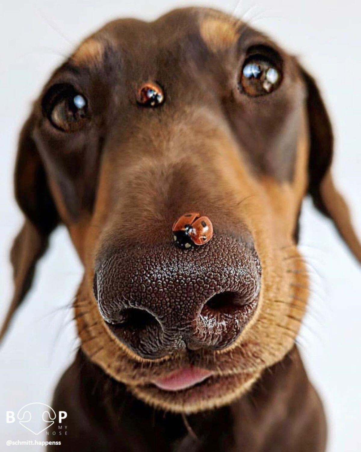 brown dachshund with 2 red and black ladybugs on the face
