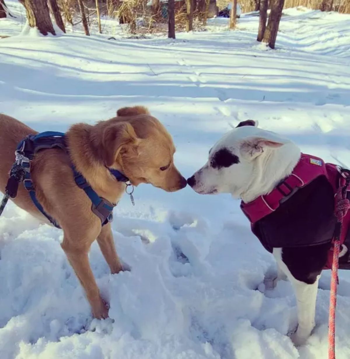 brown dog and black and white dog booping each other on the noses while standing in snow