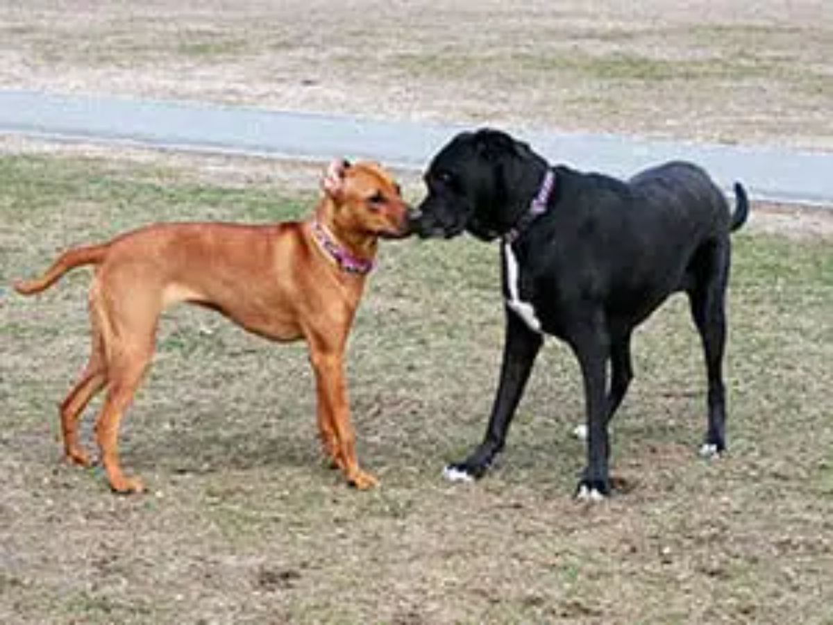 brown dog and black and white dog touching noses