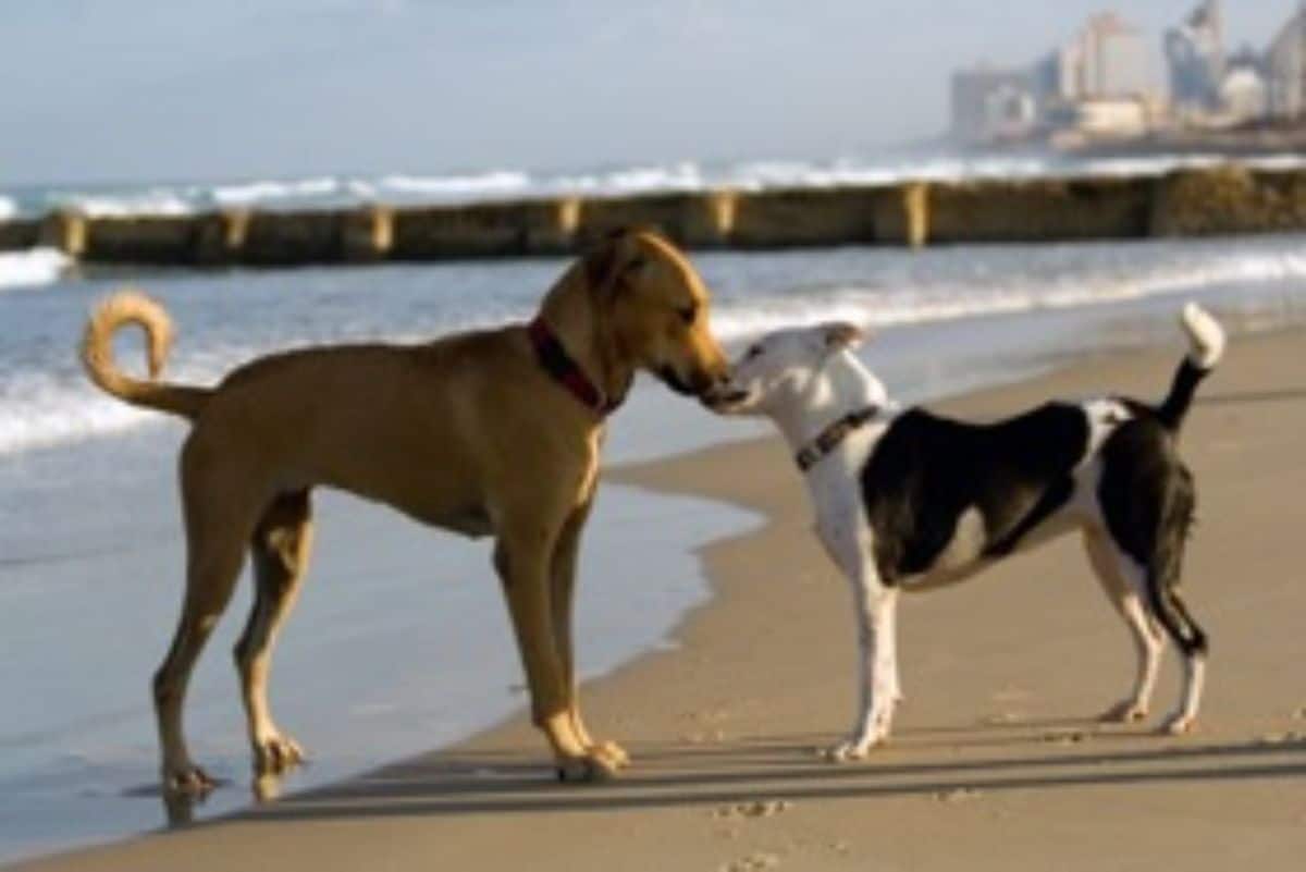 brown dog and brown and white dg sniffing each other on a beach