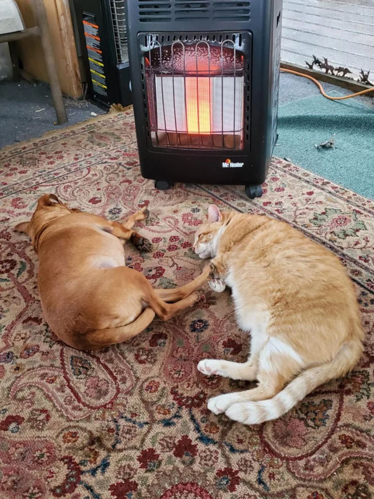 brown dog and orange and white cat sleeping on the floor in front of a heater