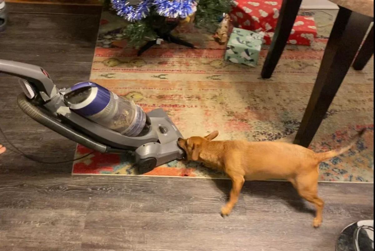 brown dog biting a large grey vaccum cleaner being used on a colourful carpet