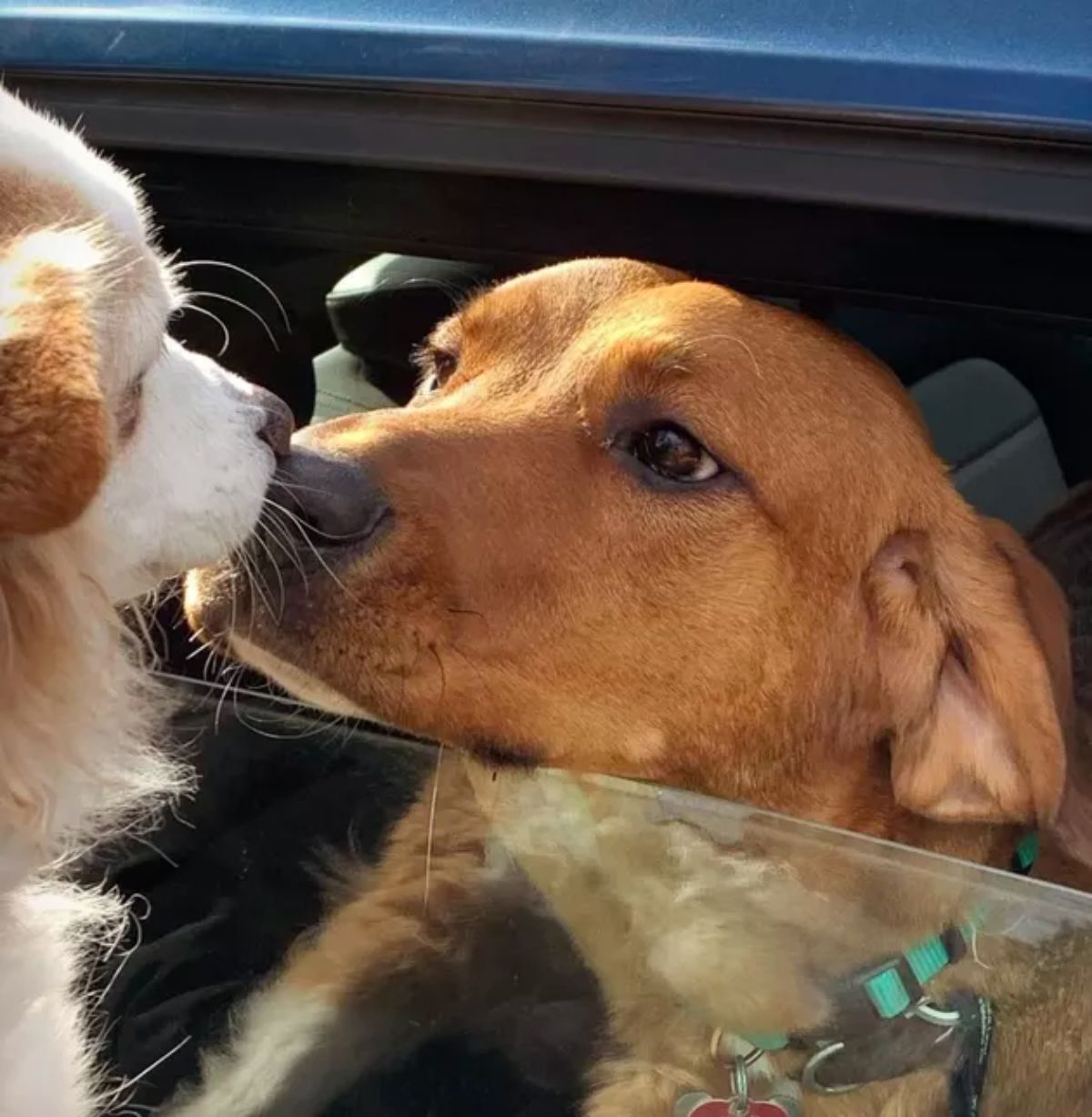 brown dog booping noses with fluffy brown and white dog