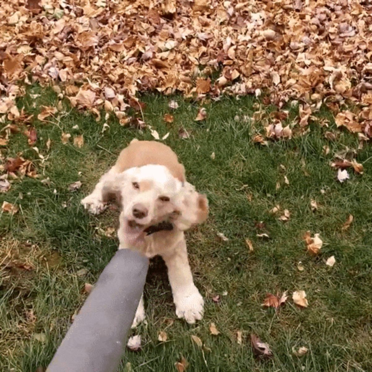 brown dog getting a leaf blower in the face