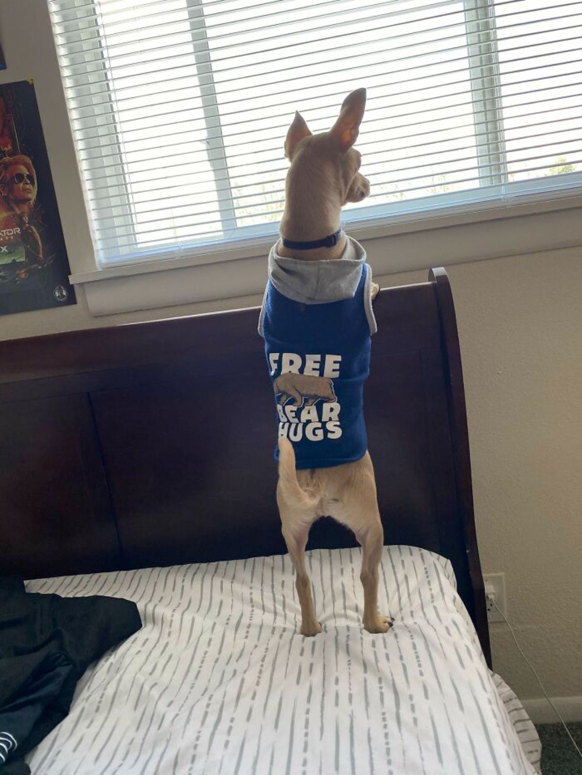 brown dog in blue and grey shirt standing on hind legs on a bed looking out of a window
