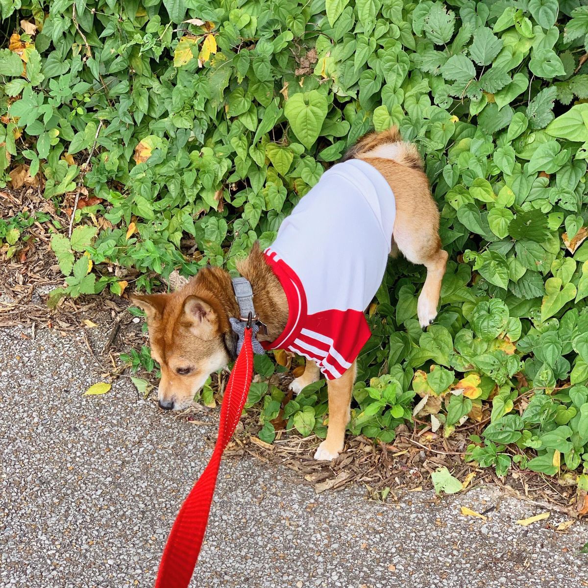 brown dog in blue red and white shirt and on red leash pooping into a bush with the back legs off the ground