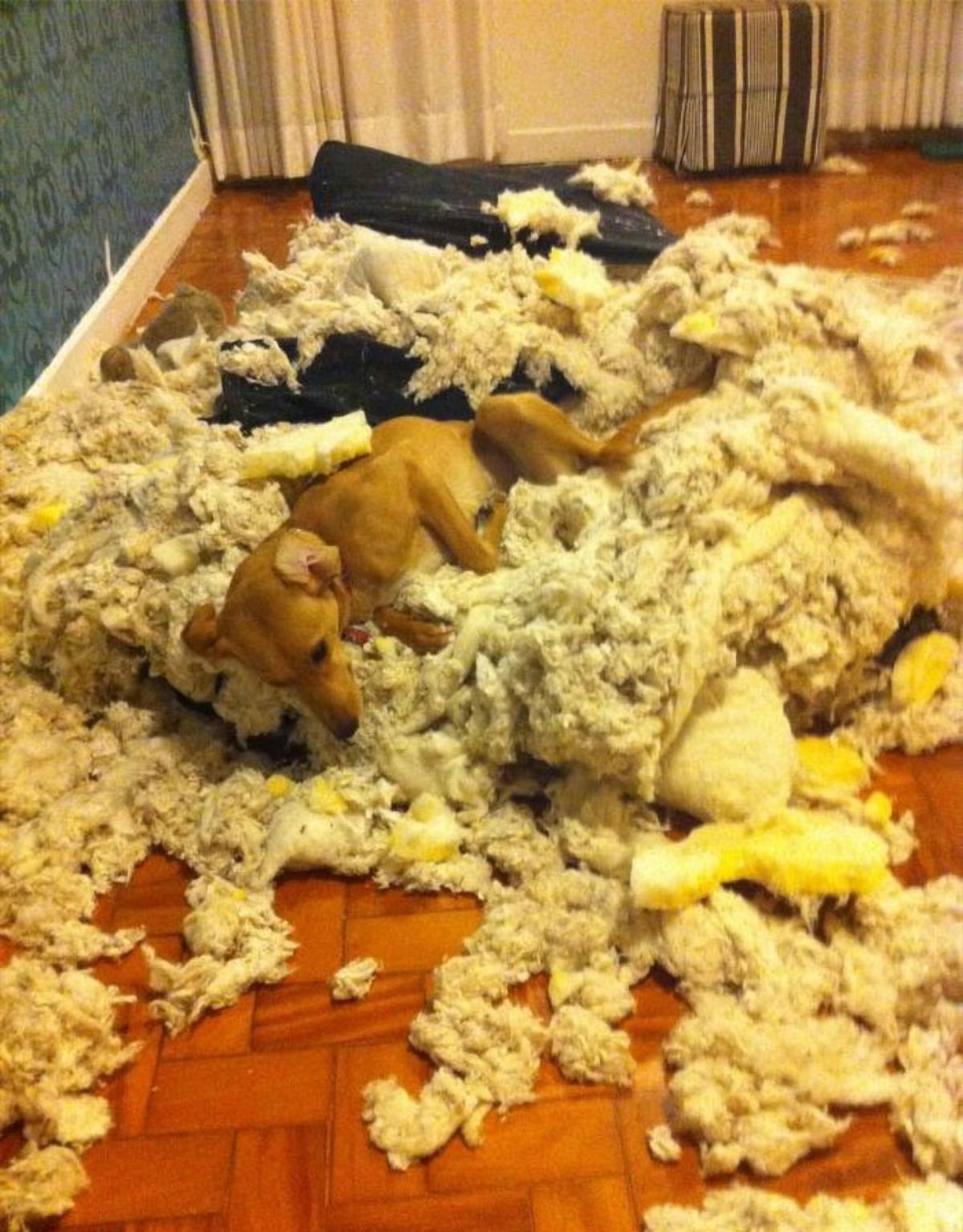 brown dog laying among a huge pile of yellow stuffing from a futon