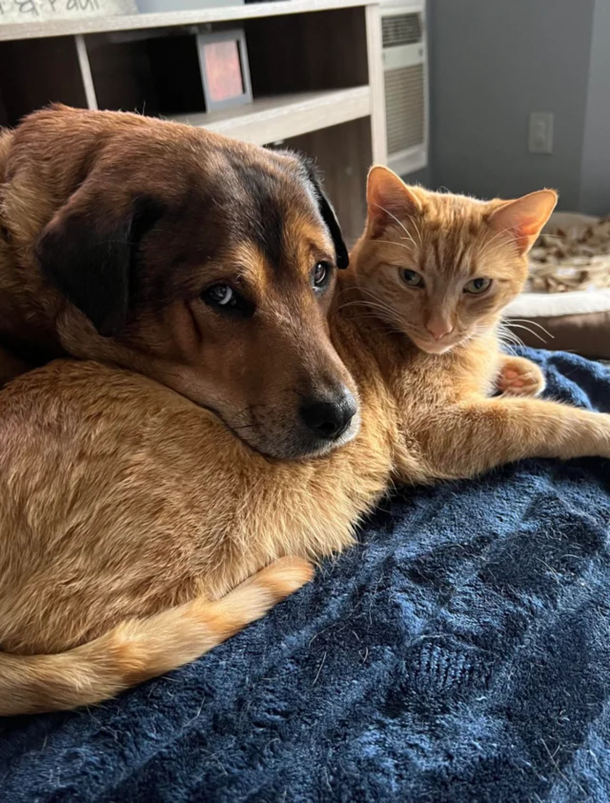 brown dog laying head on orange cat's body